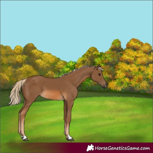 Horse Color:Chocolate Palomino 