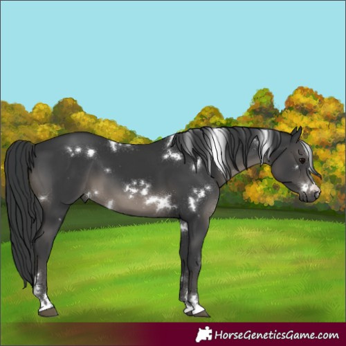 Horse Color:White Spotted Black 