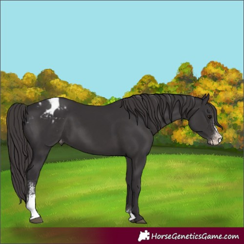 Horse Color:Smoky Black Sabino Varnish