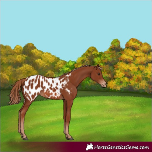 Horse Color:Chestnut Appaloosa