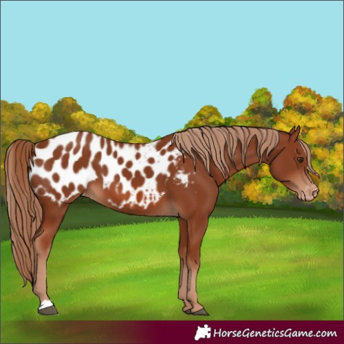Horse Color:Chestnut Blanket 