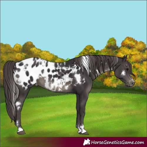 Horse Color:White Spotted Smoky Black Blanket 