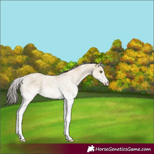 Horse Color:White Spotted Classic Cream Champagne Dun 