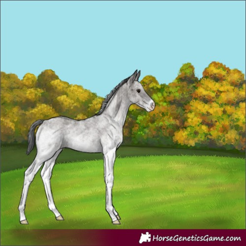 Horse Color:White Spotted Grullo Rabicano
