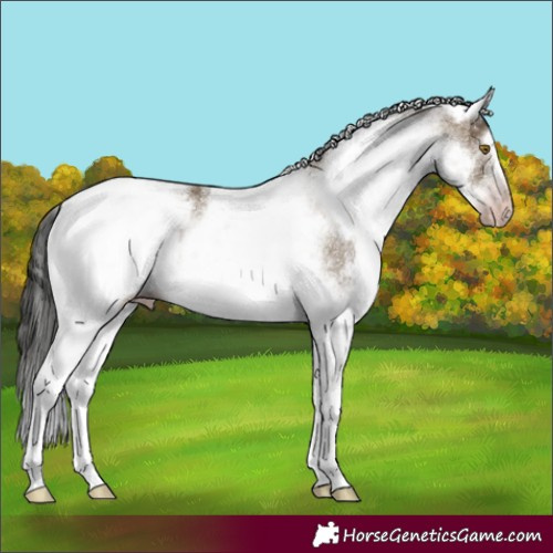 Horse Color:Gray White Spotted Classic Cream Champagne Rabicano 