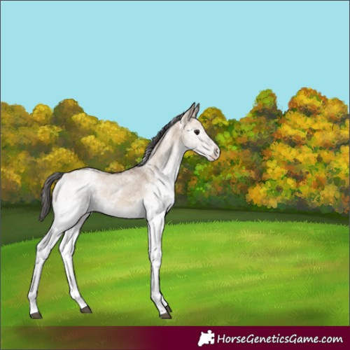 Horse Color:White Spotted Bay Dun Rabicano