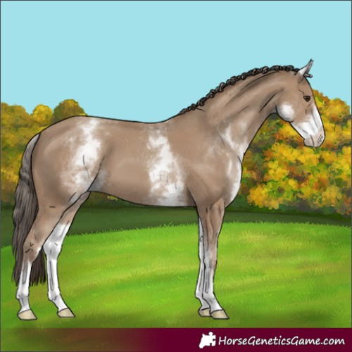 Horse Color:White Spotted Classic Champagne