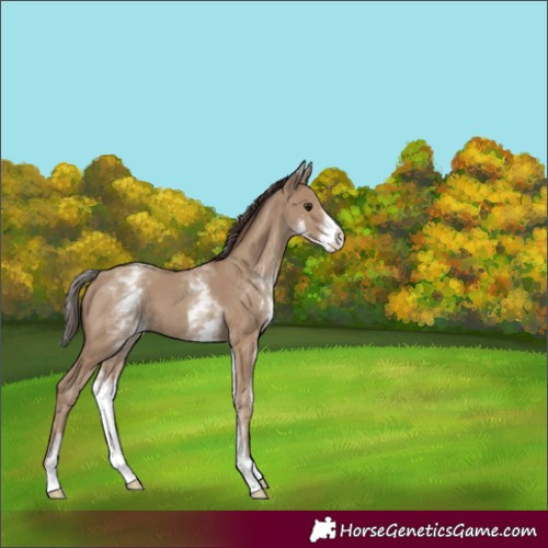 Horse Color:White Spotted Classic Champagne