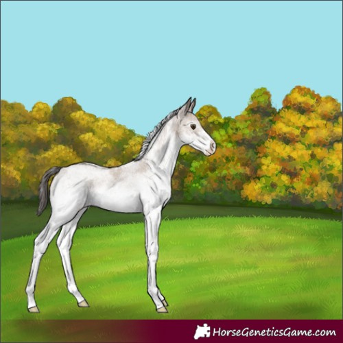 Horse Color:White Spotted Classic Champagne Rabicano 