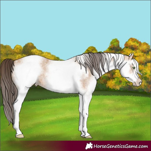 Horse Color:White Spotted Amber Champagne 