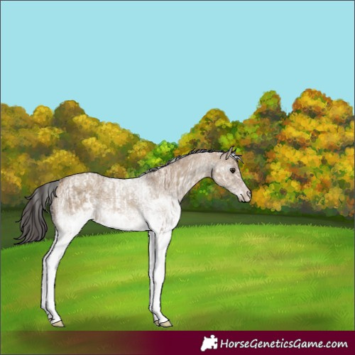 Horse Color:White Spotted Bay Dun Rabicano and Gray White Spotted Classic Champagne Dun