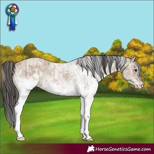 Horse Color:White Spotted Bay Dun Rabicano and Gray White Spotted Classic Champagne Dun