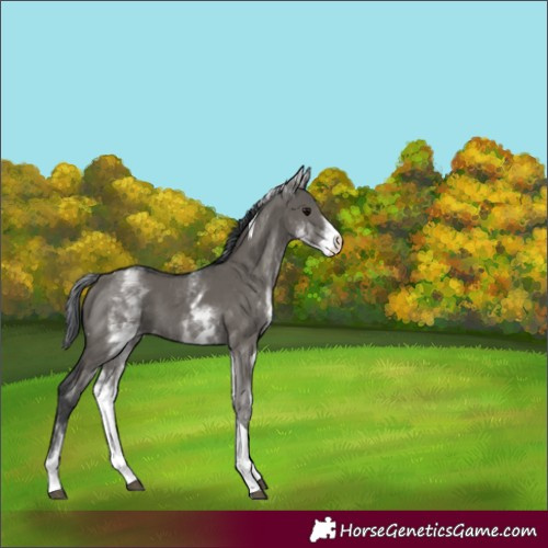 Horse Color:White Spotted Grullo Tobiano