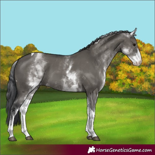 Horse Color:White Spotted Grullo Tobiano