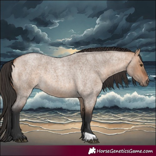 Horse Color:Bay Roan Dun