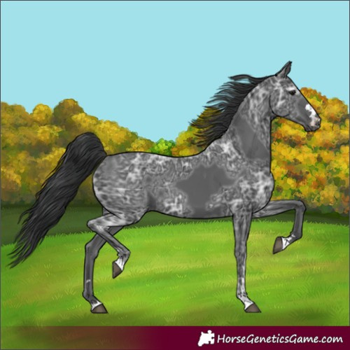Horse Color:Black Ice