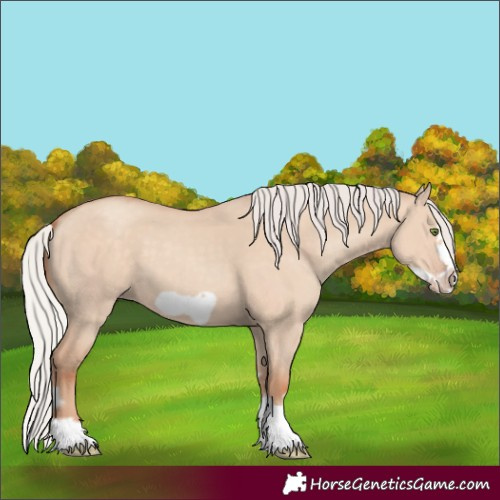 Horse Color:Silver Classic Champagne Dun Splash Frame 