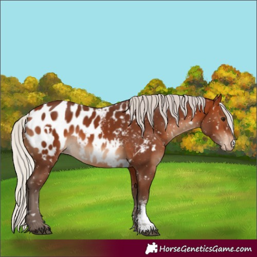 Horse Color:White Spotted Silver Brown Sabino Near Leopard 