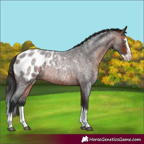 Horse Color:Bay Roan Splash Blanket