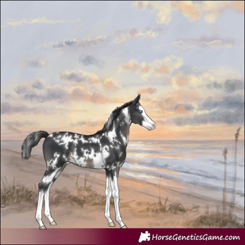 Horse Color:White Spotted Black Splash 