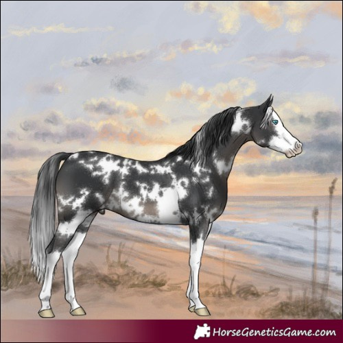 Horse Color:White Spotted Black Splash 