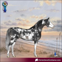 Horse Color:White Spotted Black Splash 