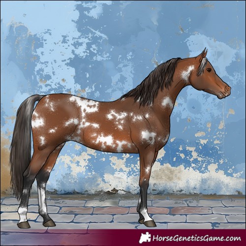 Horse Color:White Spotted Bay 