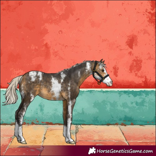 Horse Color:Silver Buckskin Sabino Varnish Rabicano 