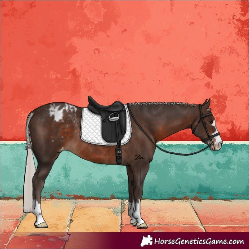 Horse Color:Silver Brown Varnish Rabicano 