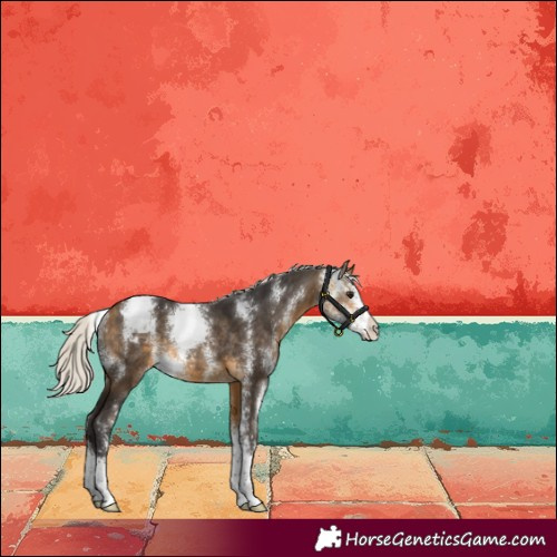 Horse Color:Silver Buckskin Sabino Varnish Rabicano 