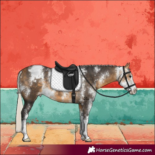 Horse Color:Silver Buckskin Sabino Varnish Rabicano 