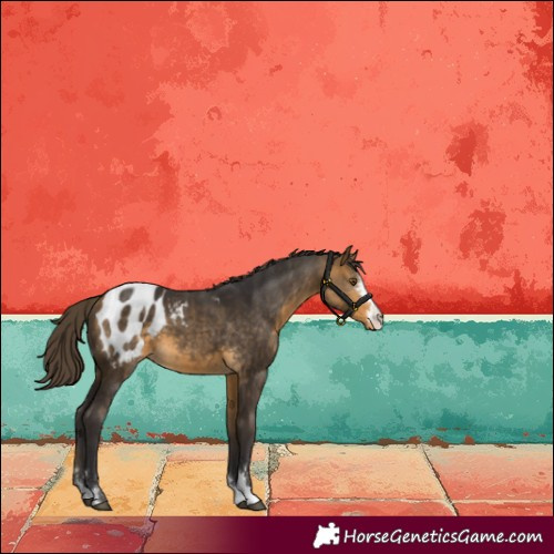 Horse Color:Buckskin Appaloosa 