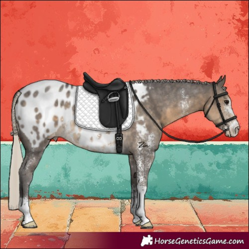 Horse Color:Silver Smoky Black Sabino Blanket Rabicano