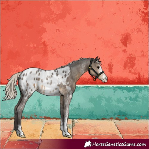 Horse Color:Silver Smoky Black Sabino Appaloosa Rabicano 