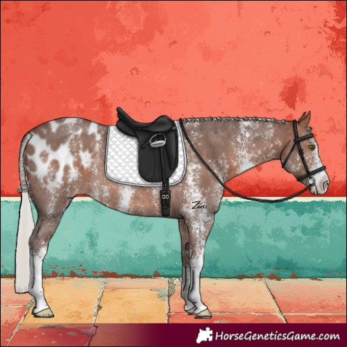 Horse Color:Silver Brown Sabino Blanket Rabicano 