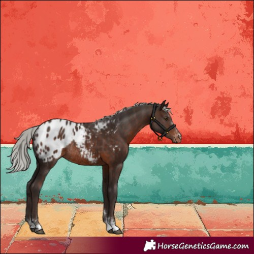 Horse Color:Silver Brown Appaloosa Rabicano 