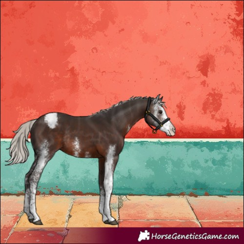 Horse Color:Silver Brown Sabino Appaloosa Rabicano
