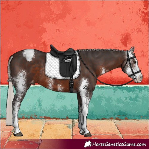 Horse Color:Silver Brown Sabino Varnish Rabicano 