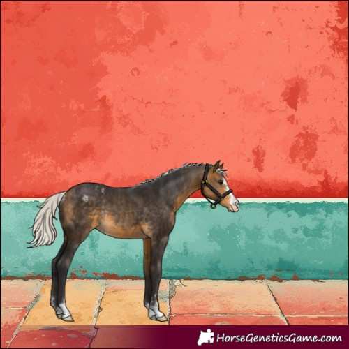 Horse Color:Silver Buckskin Appaloosa Rabicano 