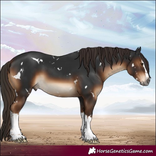 Horse Color:Gray White Spotted Liver Chestnut Splash