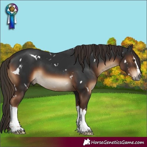 Horse Color:Gray White Spotted Liver Chestnut Splash 
