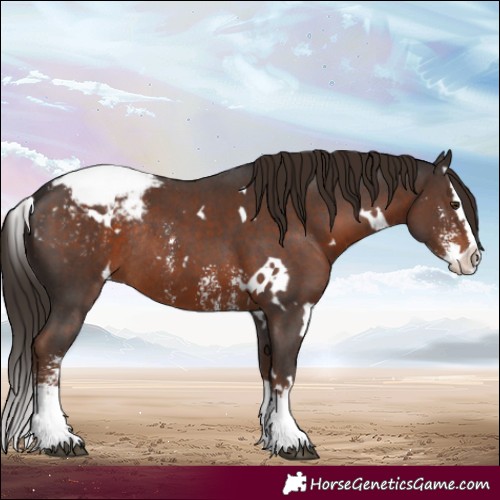 Horse Color:White Spotted Liver Chestnut Sabino Splash Snowcap Rabicano 