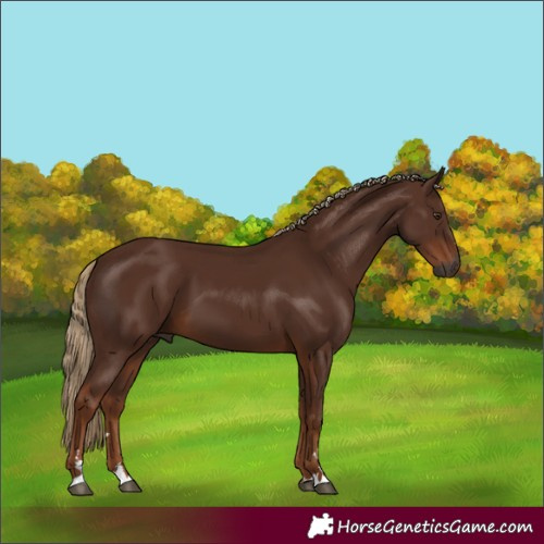 Horse Color:Gray Chestnut 