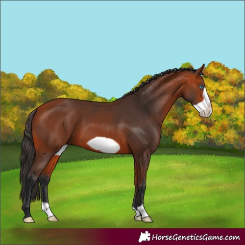 Horse Color:Bay Frame