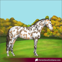 Horse Color:Buckskin Leopard 