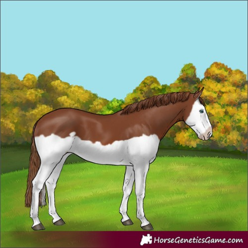 Horse Color:Chestnut Splash Frame