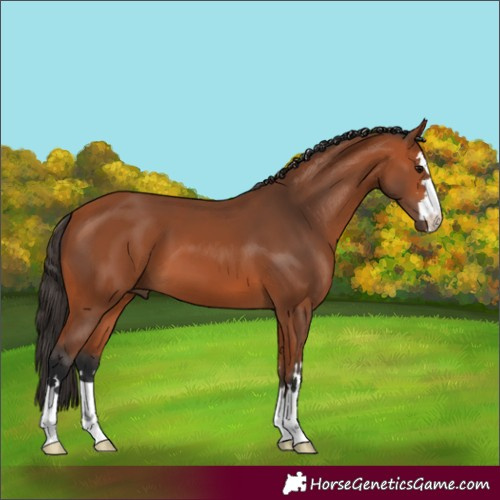 Horse Color:Bay 