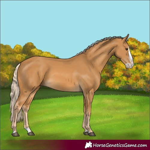 Horse Color:Palomino Splash 