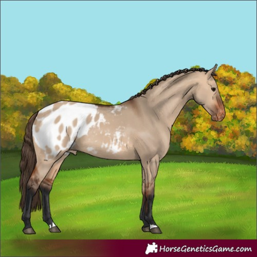 Horse Color:Bay Dun Blanket