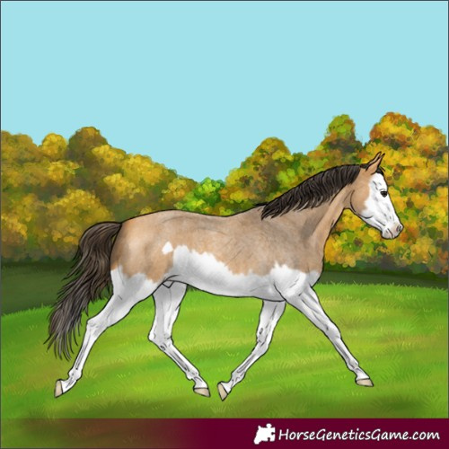 Horse Color:Buckskin Roan Splash Frame 
